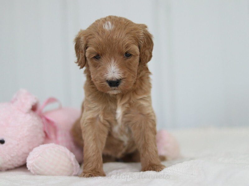 Micki, a F1b Goldendoodle puppy in Kentucky.