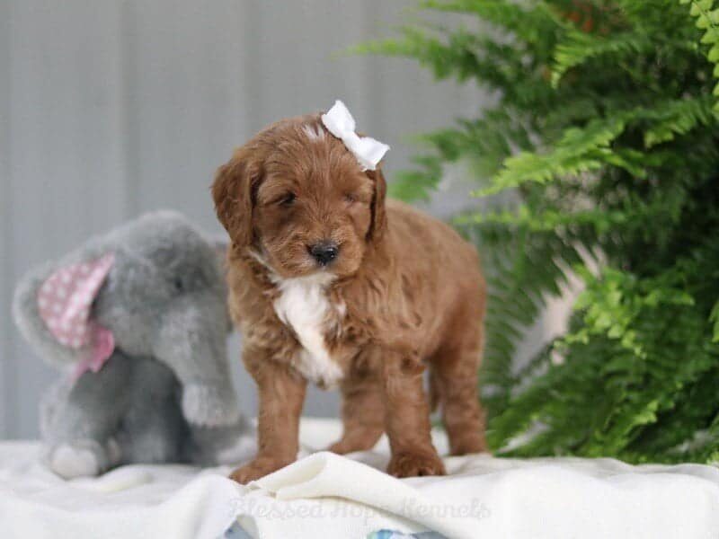 Mikee, a F1b Goldendoodle puppy in Kentucky.