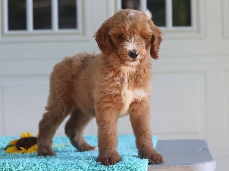 Millie, a F1b Goldendoodle puppy in Kentucky.