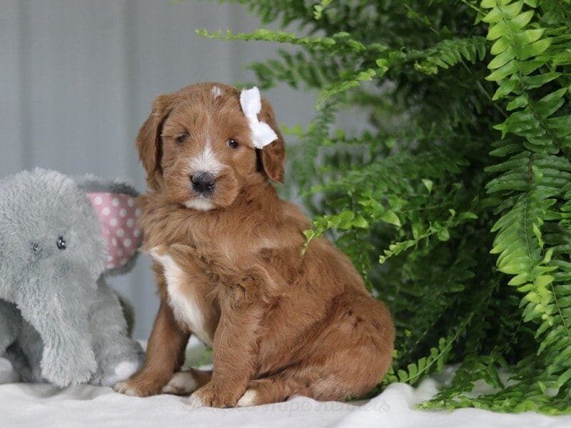 Milly, a F1b Goldendoodle puppy in Kentucky.