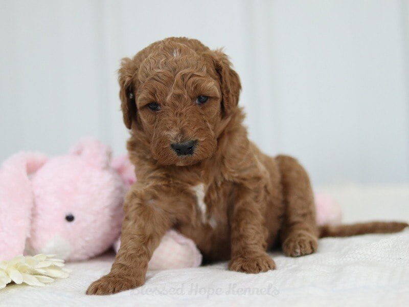 Mindy, a F1b Goldendoodle puppy at Blessed Hope Kennels in Kentucky.