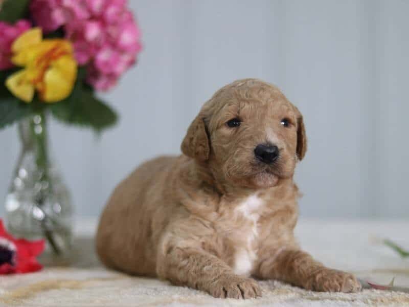 Valencia, a F1b Goldendoodle puppy in Kentucky.