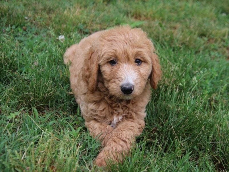 Valentina, a F1b Goldendoodle puppy at Blessed Hope Kennels in Kentucky.
