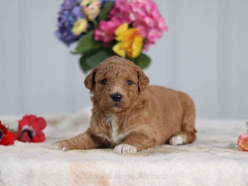 Valerie, a F1b Goldendoodle puppy in Kentucky.