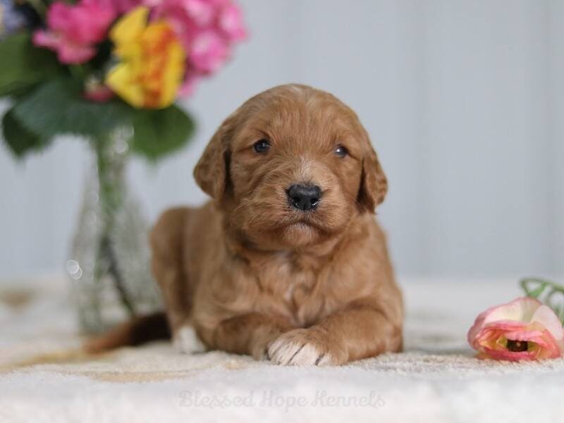 Vallisa, a F1b Goldendoodle puppy in Kentucky.