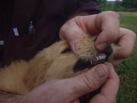 what does an overbite look like on a dog