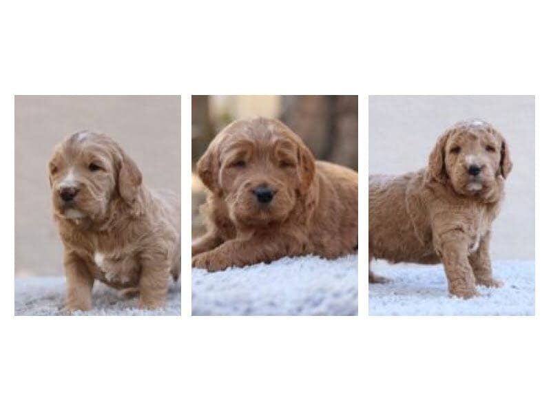 The Sergeant-Makita F1 Goldendoodle litter — F1 Goldendoodle puppies at Blessed Hope Kennels in Kentucky.