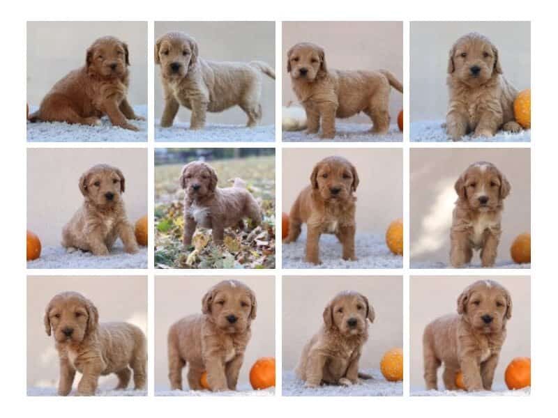 The Sergeant-Winifred F1 Goldendoodle litter — F1 Goldendoodle puppies in Kentucky.