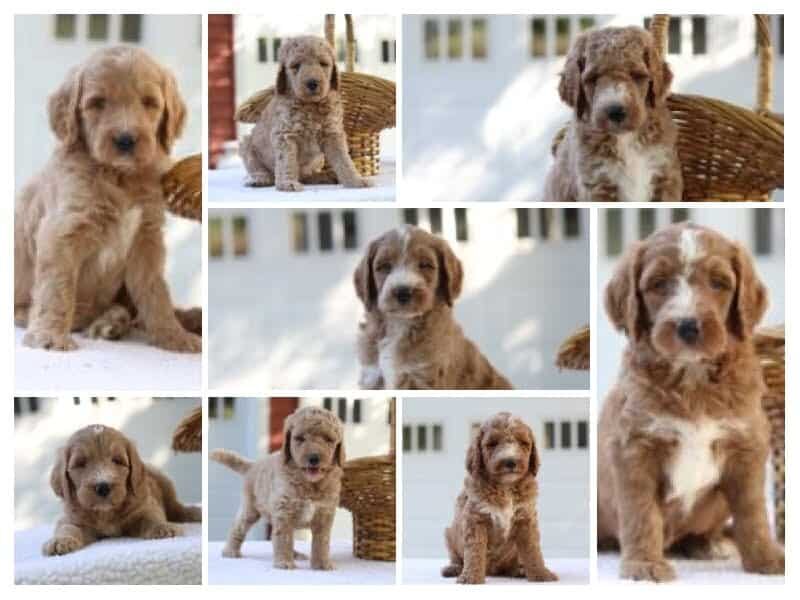 The Sergeant-Lil Red F1b Goldendoodle litter — F1b Goldendoodle puppies at Blessed Hope Kennels in Kentucky.