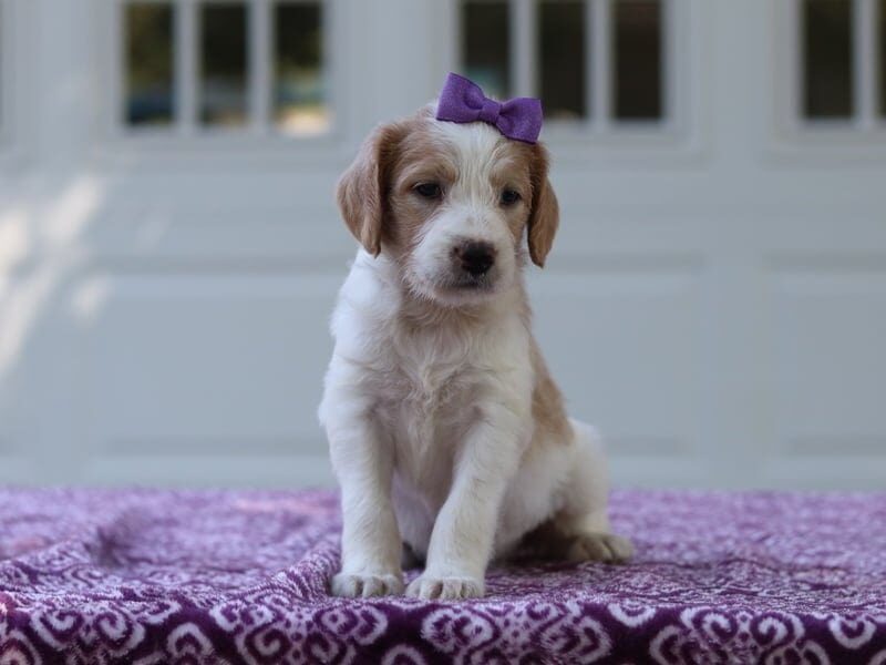 Javiera, a F1b Goldendoodle puppy in Kentucky.