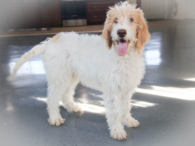 Jess, a F1b Goldendoodle puppy at Blessed Hope Kennels in Kentucky.
