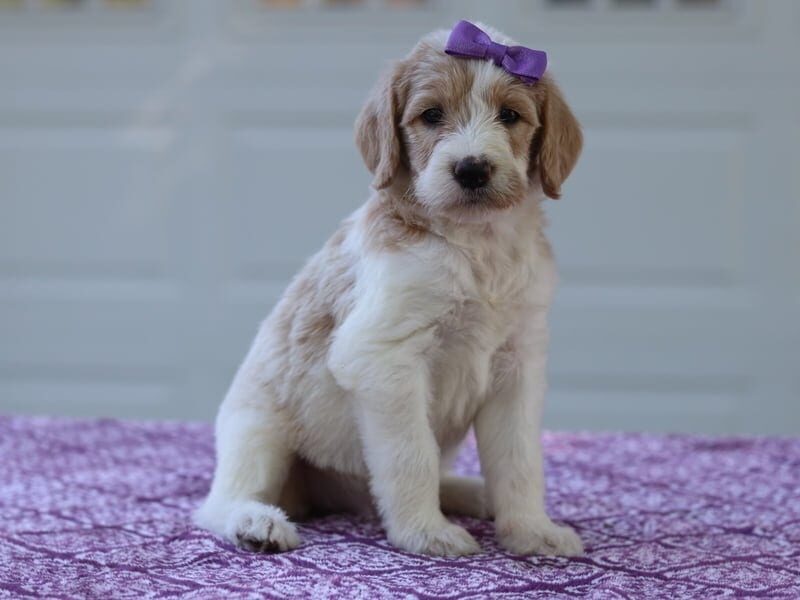 Juliette, a F1b Goldendoodle puppy in Kentucky.