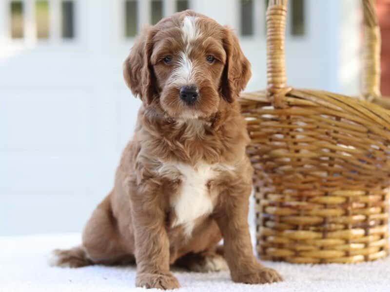 Ladona, a F1b Goldendoodle puppy in Kentucky.