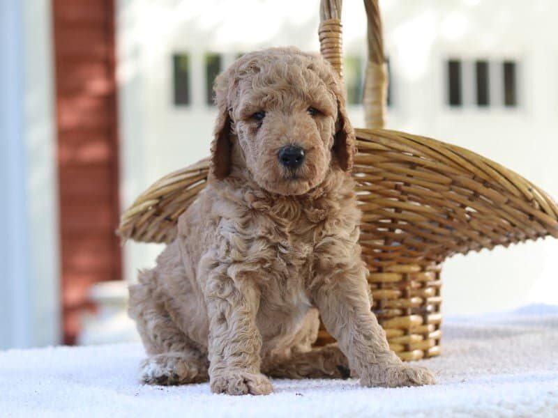 Lanie, a F1b Goldendoodle puppy at Blessed Hope Kennels in Kentucky.