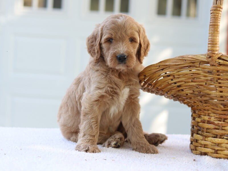 Laurel, a F1b Goldendoodle puppy at Blessed Hope Kennels in Kentucky.