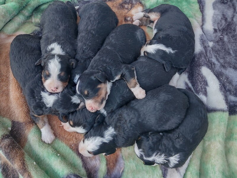 The Captain-Butterscotch F1 Bernedoodle litter — F1 Bernedoodle puppies at Blessed Hope Kennels in Kentucky.