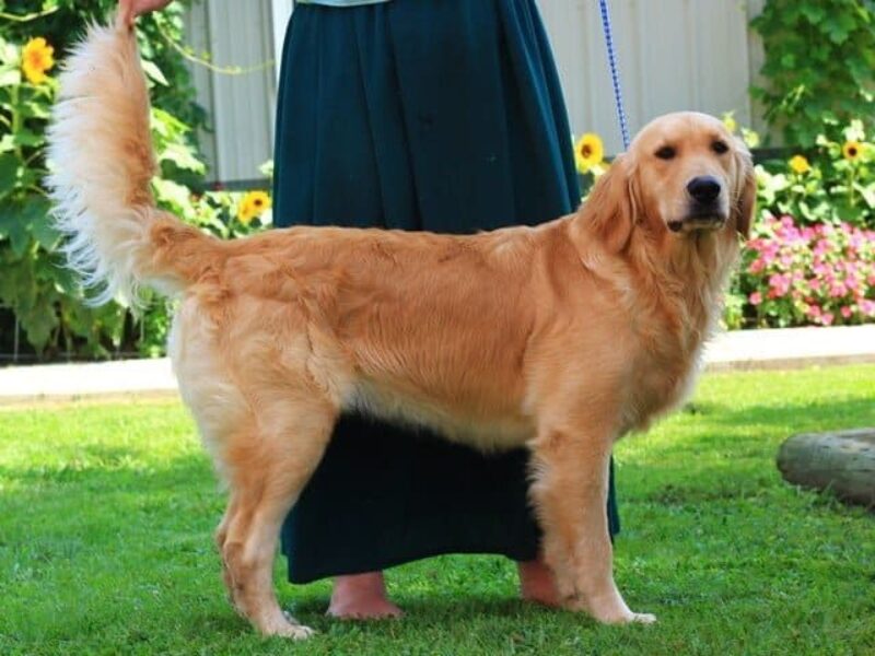 Galaxa, our Golden Retriever dam in Kentucky.