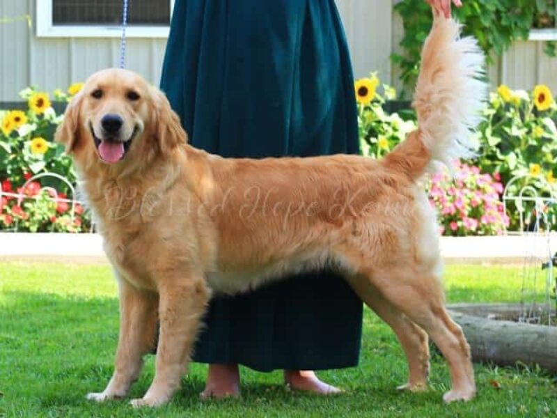 Galaxa, our Golden Retriever dam in Kentucky.