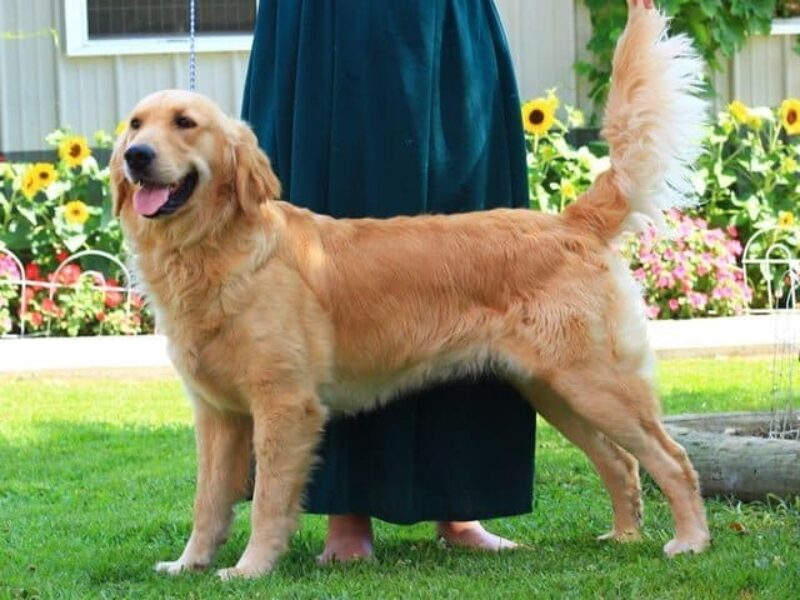 Galaxa, our Golden Retriever dam in Kentucky.