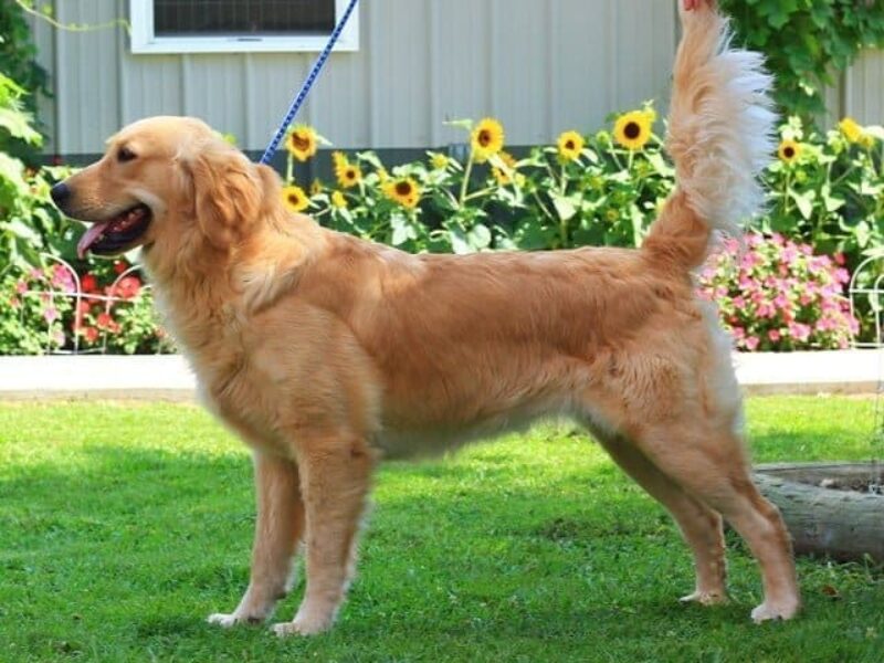 Galaxa, our Golden Retriever dam in Kentucky.