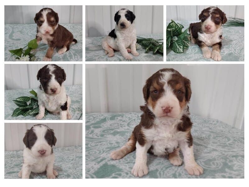 The Captain-Pepperoni F1b Bernedoodle litter — F1b Bernedoodle puppies at Blessed Hope Kennels in Kentucky.