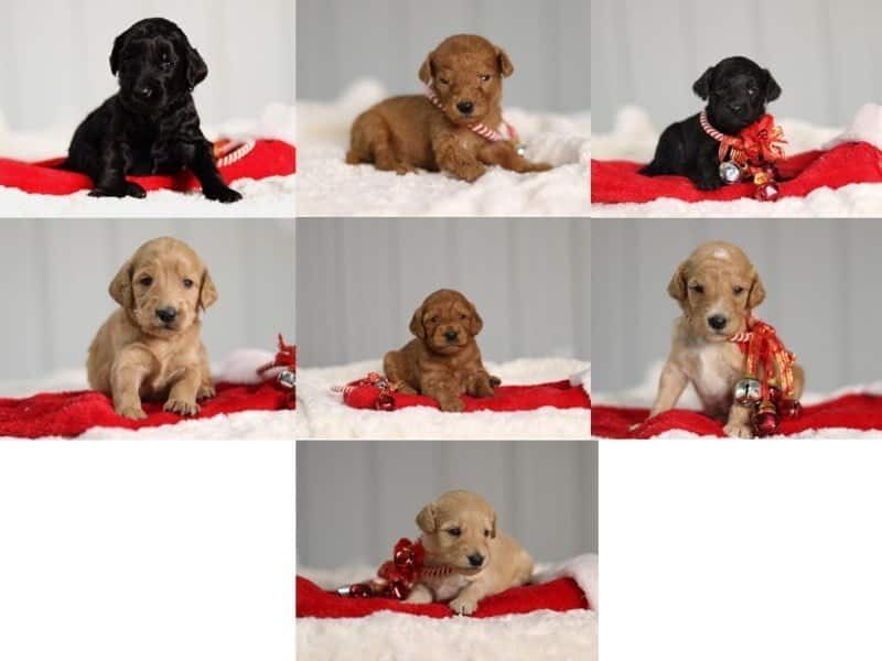 The Professor-Jane F1b Goldendoodle litter — F1b Goldendoodle puppies in Kentucky.