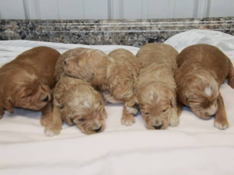 The Professor-Jewels F1b Goldendoodle litter — F1b Goldendoodle puppies in Kentucky.