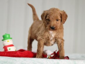 wagging hearts kennel