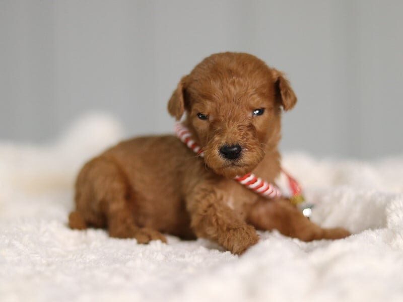 Jeydon, a apricot F1b Goldendoodle puppy in Kentucky.