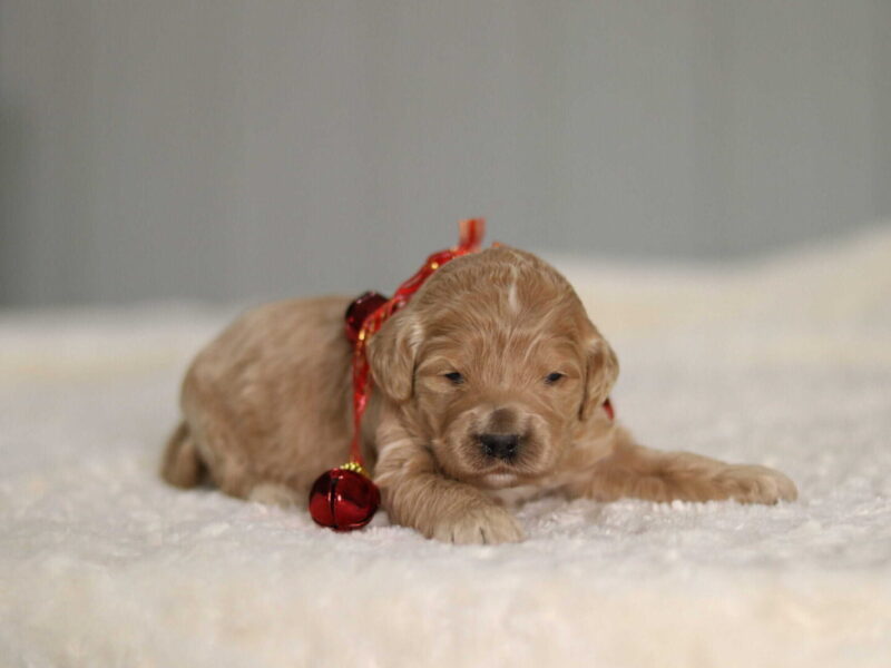 Jingle Belle, a F1b Goldendoodle puppy at Blessed Hope Kennels in Kentucky.
