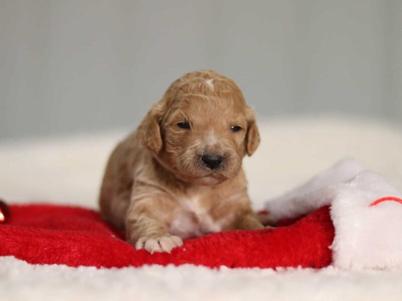 Joyy, a F1b Goldendoodle puppy at Blessed Hope Kennels in Kentucky.