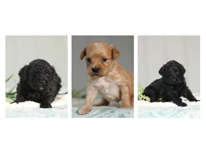 The Professor-Alabama F1b Goldendoodle litter — F1b Goldendoodle puppies in Kentucky.