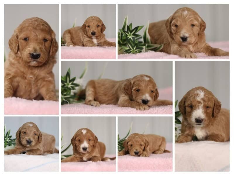 The Sergeant-Marylin F1b Goldendoodle litter — F1b Goldendoodle puppies at Blessed Hope Kennels in Kentucky.