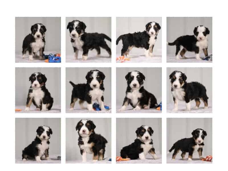The Captain-Percy F1 Bernedoodle litter — F1 Bernedoodle puppies in Kentucky.