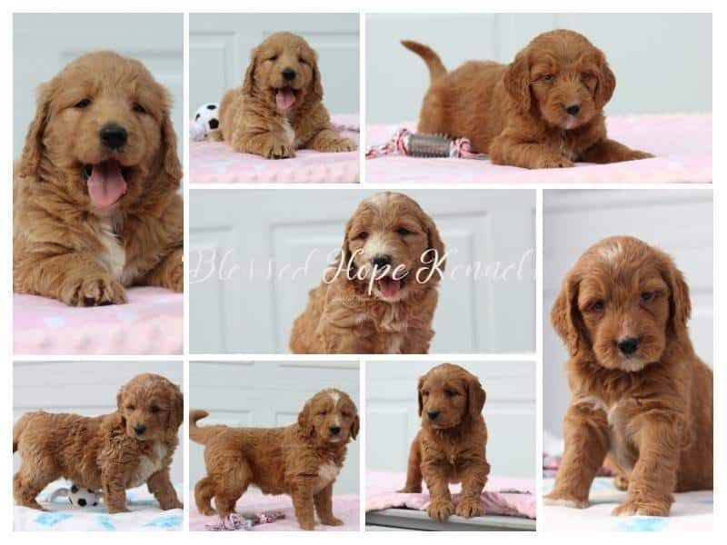 The Sergeant-Katie F1 Goldendoodle litter — F1 Goldendoodle puppies at Blessed Hope Kennels in Kentucky.