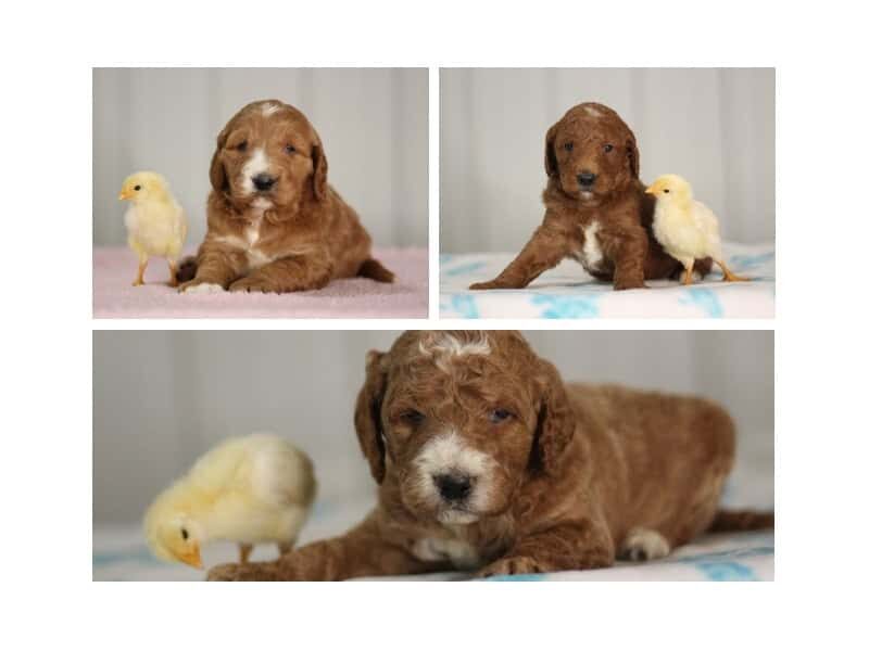 The Sergeant-Lil Red F1b Goldendoodle litter — F1b Goldendoodle puppies at Blessed Hope Kennels in Kentucky.