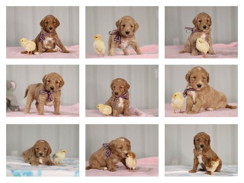 The Sergeant-Melinda F1b Goldendoodle litter — F1b Goldendoodle puppies in Kentucky.