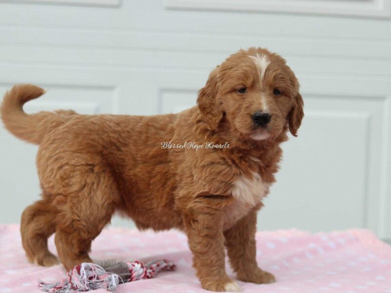 Kassendra, a F1 Goldendoodle puppy at Blessed Hope Kennels in Kentucky.