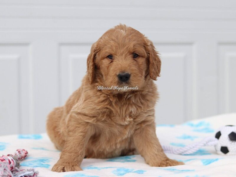 Kensan, a F1 Goldendoodle puppy at Blessed Hope Kennels in Kentucky.
