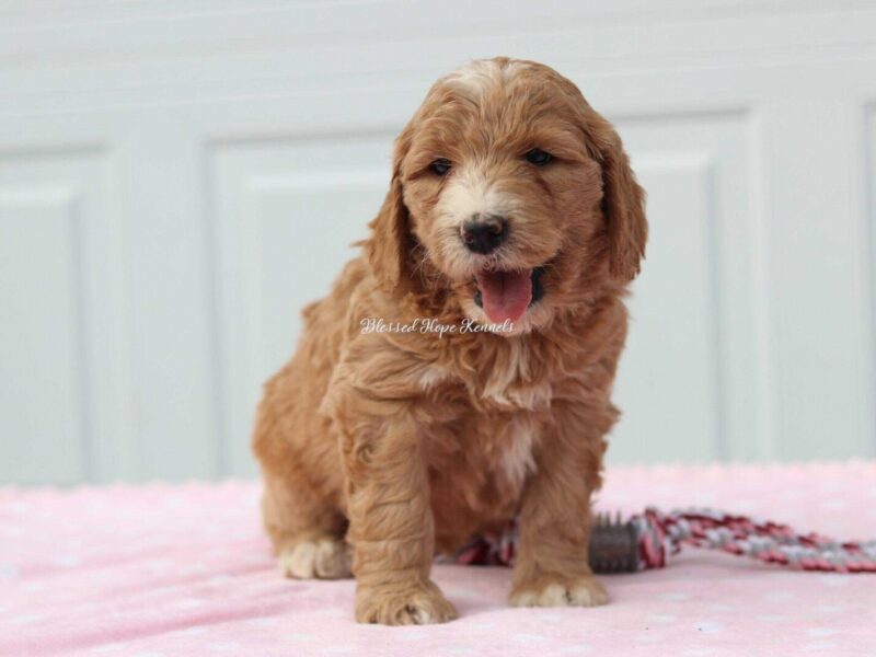 Kyra, a F1 Goldendoodle puppy at Blessed Hope Kennels in Kentucky.