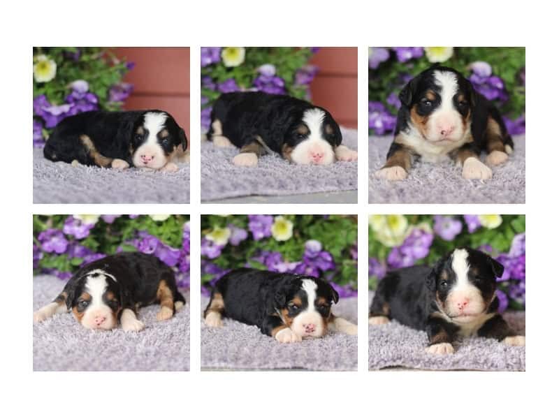 The Captain-Butterscotch F1 Bernedoodle litter — F1 Bernedoodle puppies at Blessed Hope Kennels in Kentucky.