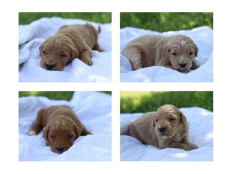 The Sergeant-Kassie F1 Goldendoodle litter — F1 Goldendoodle puppies at Blessed Hope Kennels in Kentucky.