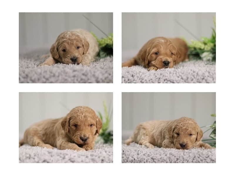 The Sergeant-Makita F1 Goldendoodle litter — F1 Goldendoodle puppies at Blessed Hope Kennels in Kentucky.