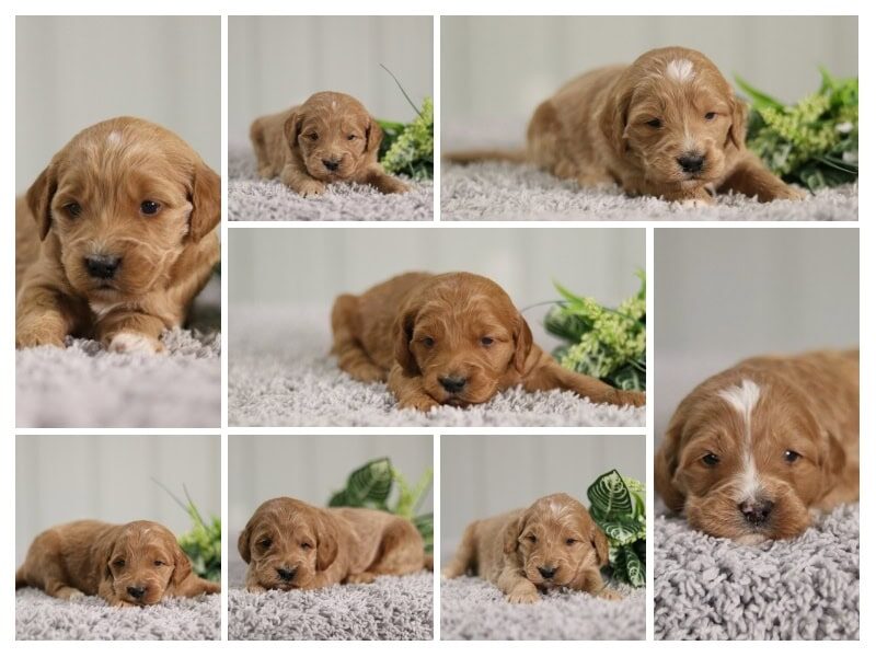 The Sergeant-Winifred F1 Goldendoodle litter — F1 Goldendoodle puppies in Kentucky.