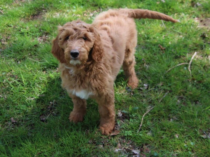Monica, a apricot & white F1b Goldendoodle puppy in Kentucky.