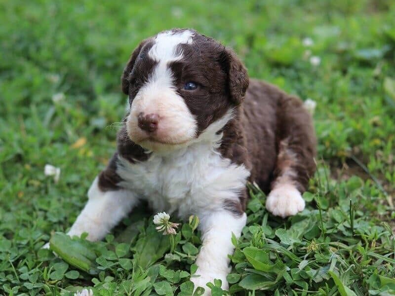 The Captain-Brianna F1b Bernedoodle litter — F1b Bernedoodle puppies in Kentucky.