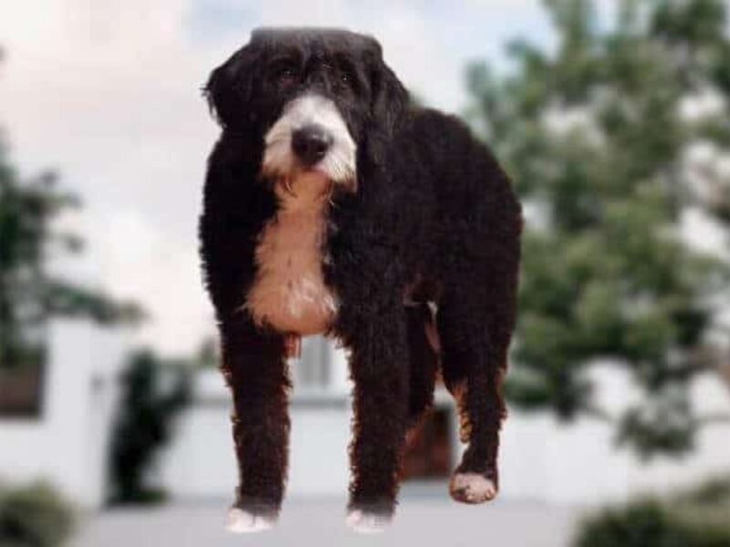 Sandy, our Bernedoodle dam at Blessed Hope Kennels in Kentucky.
