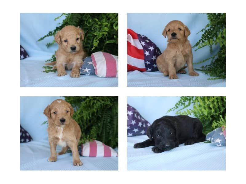 The Professor-Jane F1b Goldendoodle litter — F1b Goldendoodle puppies in Kentucky.