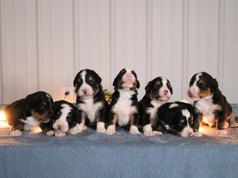 The Captain-Lanie F1 Bernedoodle litter — F1 Bernedoodle puppies at Blessed Hope Kennels in Kentucky.