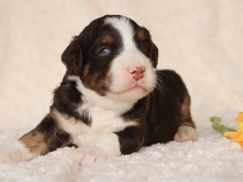 Smokey, a F1b Bernedoodle puppy at Blessed Hope Kennels in Kentucky.